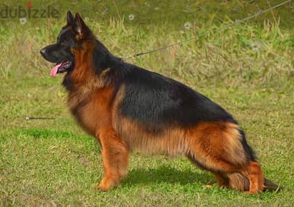 Male German shepherd puppies  female  جراوي جيرمن شيبرد ذكر انثي
