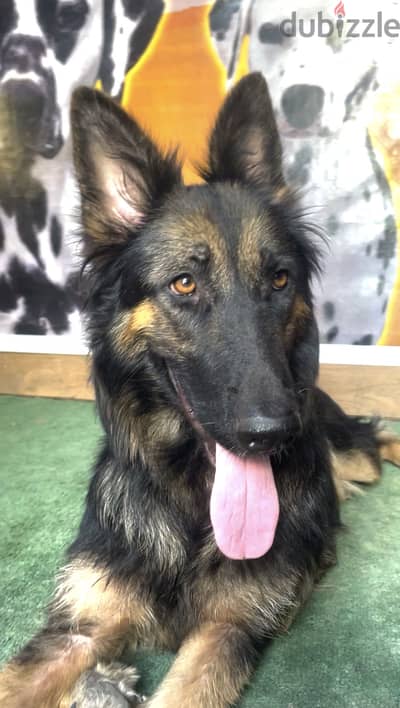 جيرمان شيبرد German shepherd