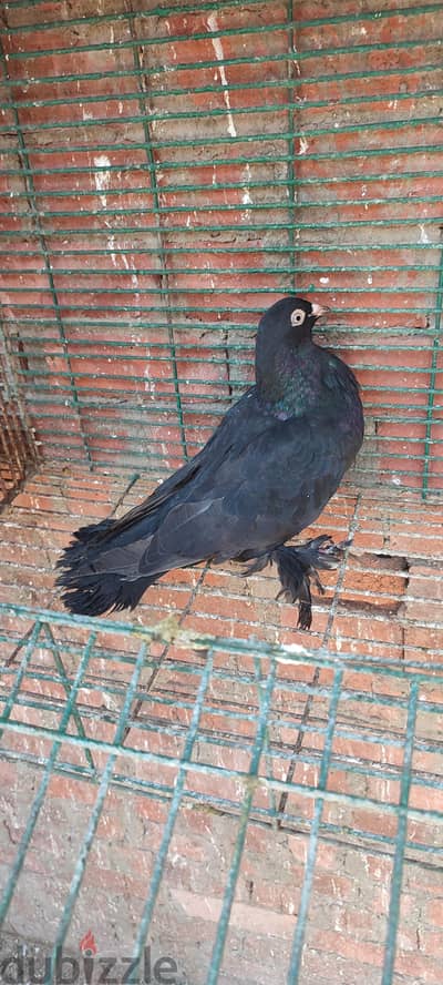 عين شمس