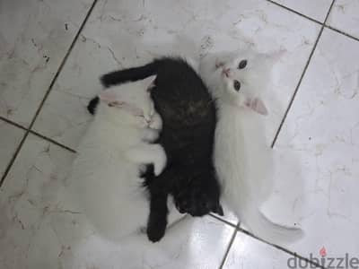 kittens