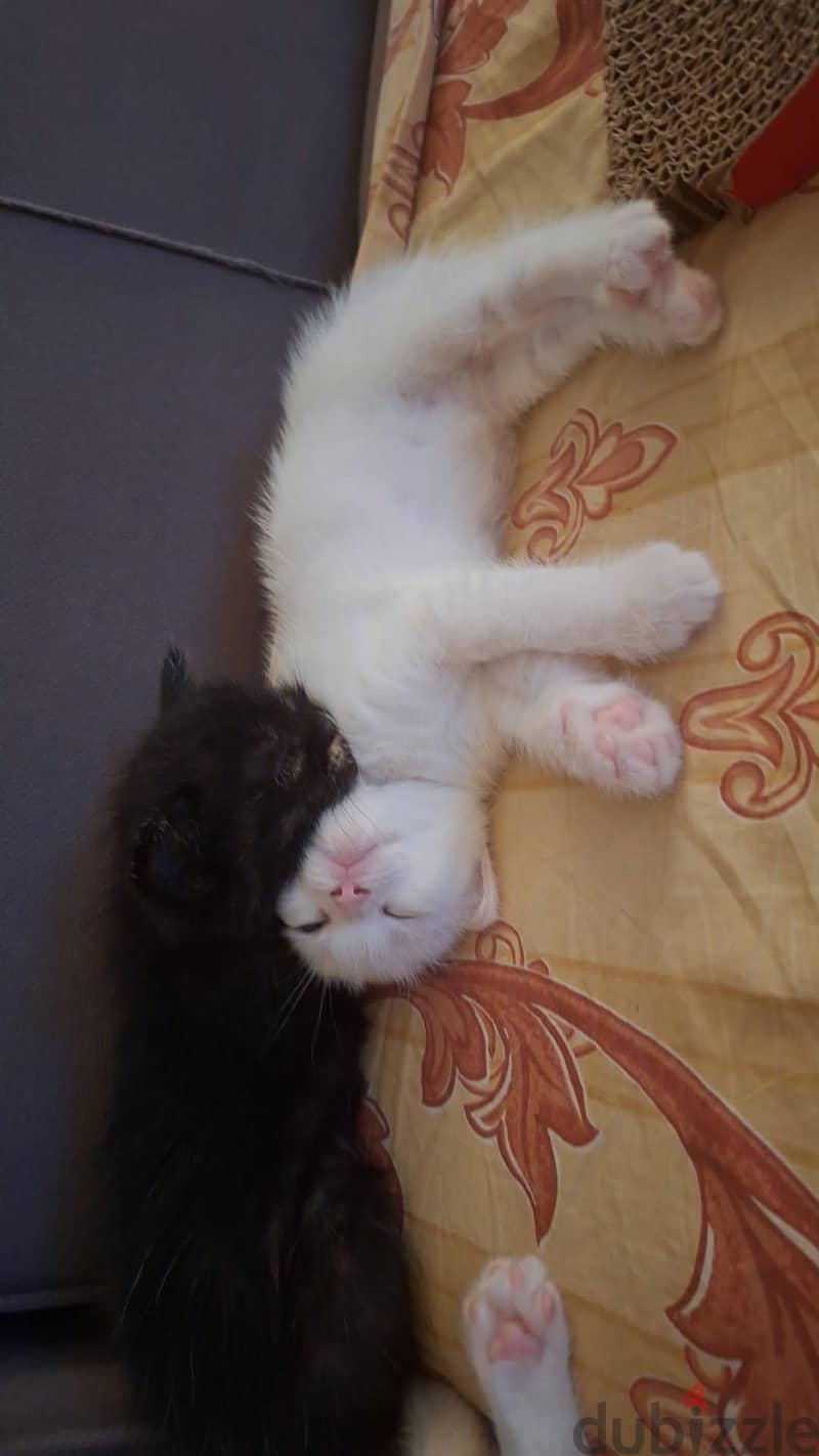 kittens 1