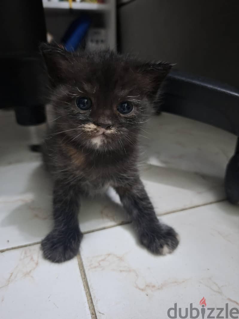 kittens 2