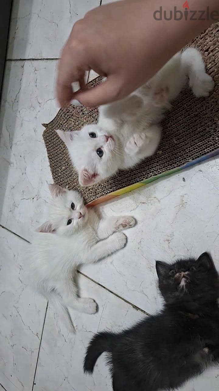 kittens 3