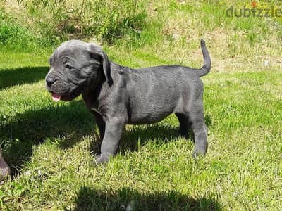 كين كورسو cane Corso