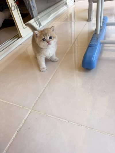 بنوته متعوده ع لتر