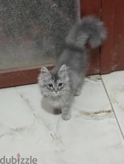 قط  شيرازي للبيع