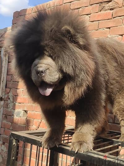 Female chow chow تشاو تشاو