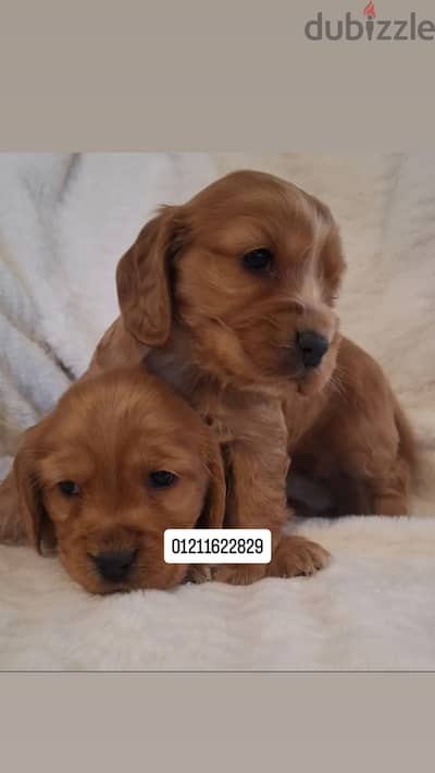 Cocker spaniel puppies كوكر