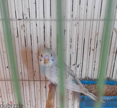 اسبانجل سنجل فاكتور