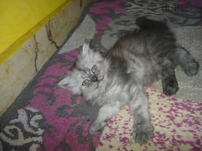قطة شيرازي