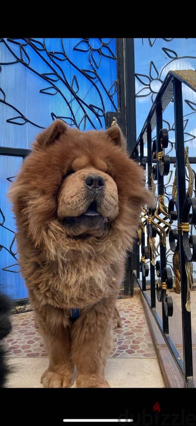 Chow Chow male 2 years old brown color and hazel colored eyes