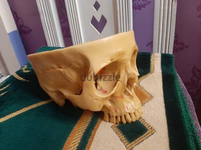 skull