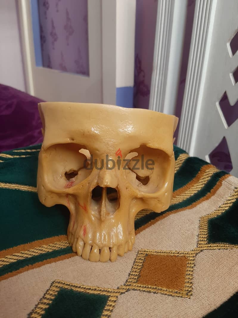 skull 1