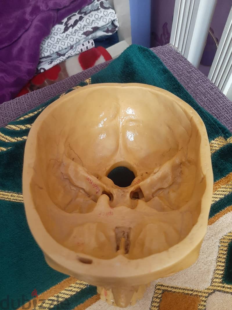 skull 3