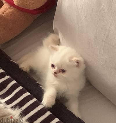 Cat for sell