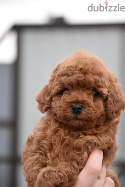 Best toy poodle puppies بودل