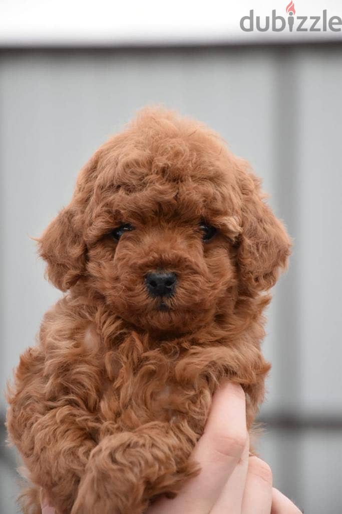 Best toy poodle puppies بودل 1