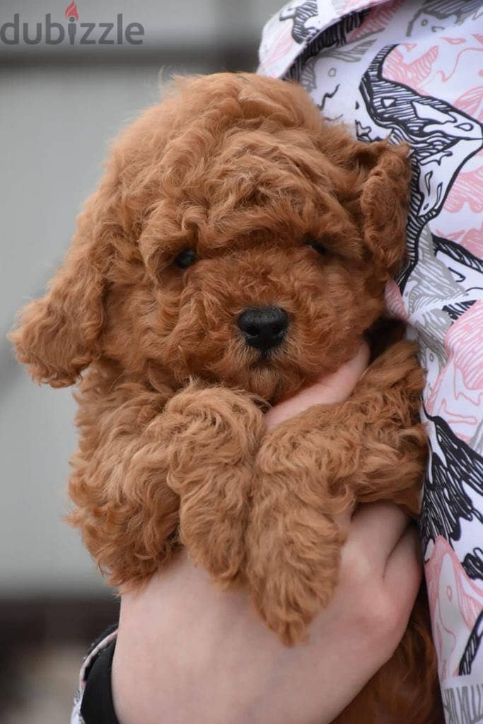 Best toy poodle puppies بودل 3