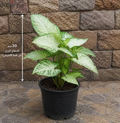 نباتات زينه زينة سنجنيوم رجل البطه ظل