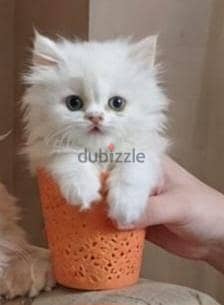 بنت دبدوبة عمر شهرين