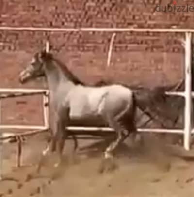 مهر بشهادة قويه العمر سنه واربع شهور