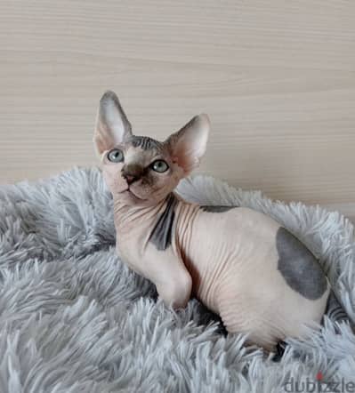 Sphynx cat boy from Russia