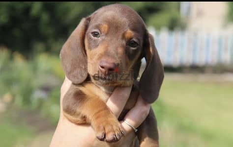 Dachshund puppy boy from Russia