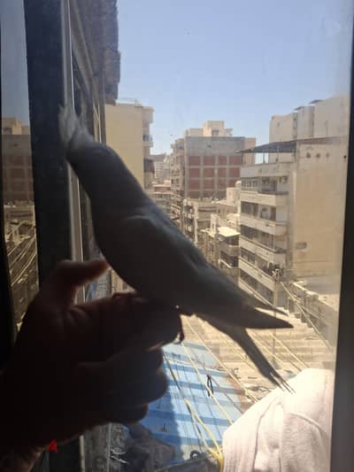 بسم الله مشاء الله ببغاء كوكتيل البينو مدرب