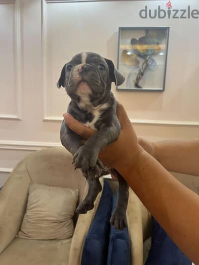 2 french bulldog male puppies premium quality