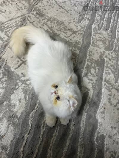 قطه هيمالايا بيرشن