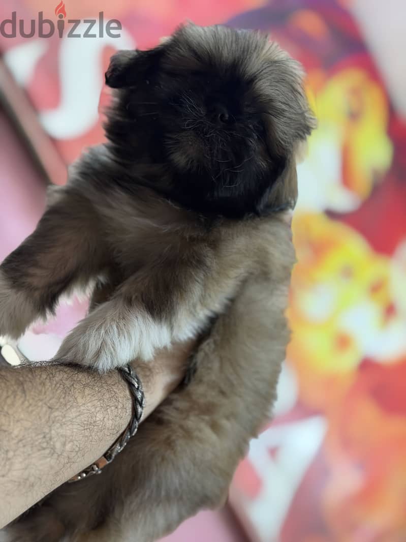 Simba pets 1