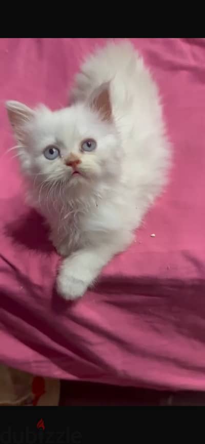 للبيع قطط ٥٠ يوم. هيمالايا