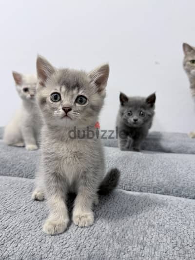 Scottish Straight Kittens