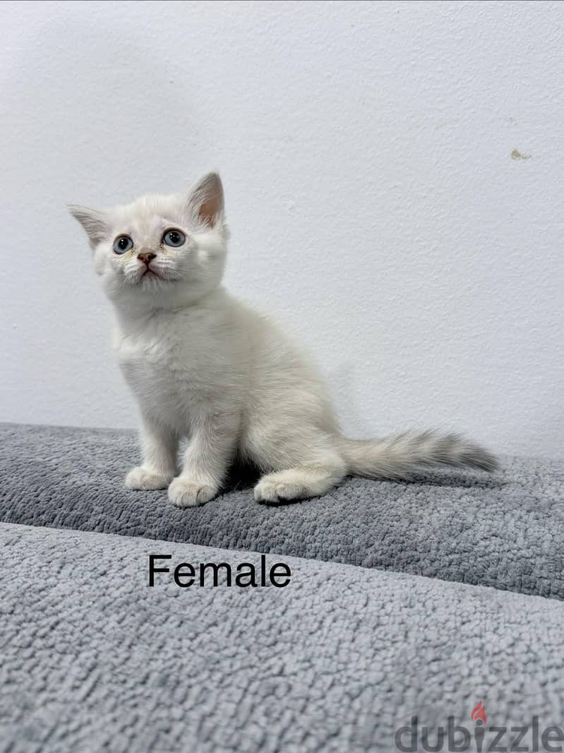 Scottish Straight Kittens 2