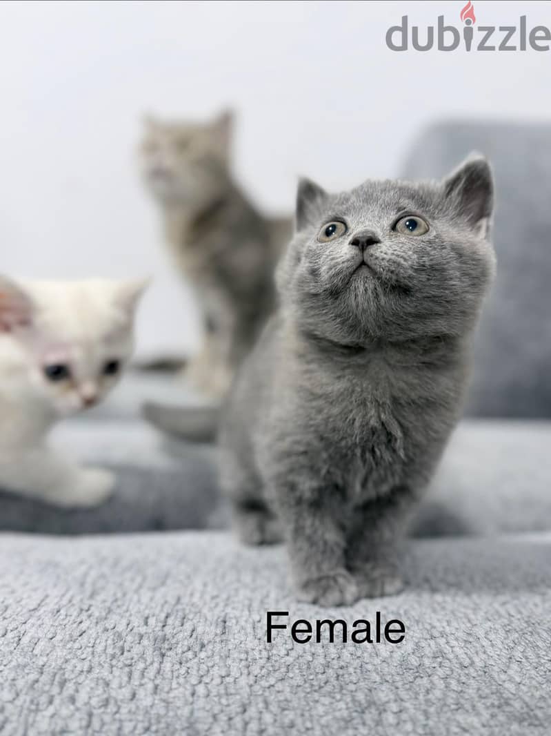 Scottish Straight Kittens 3