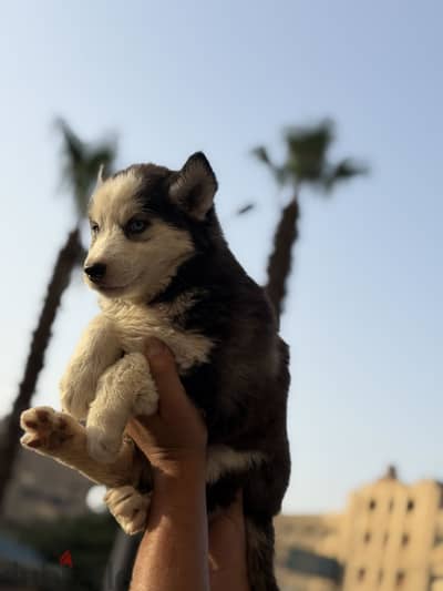 Simba pets