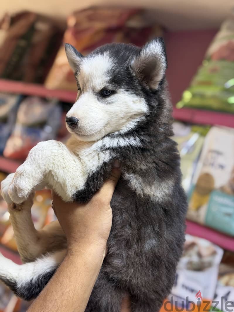 Simba pets 1