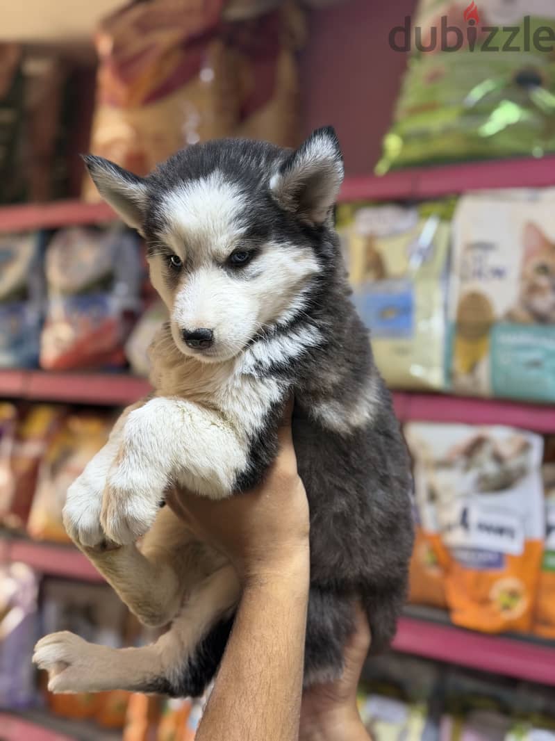 Simba pets 3
