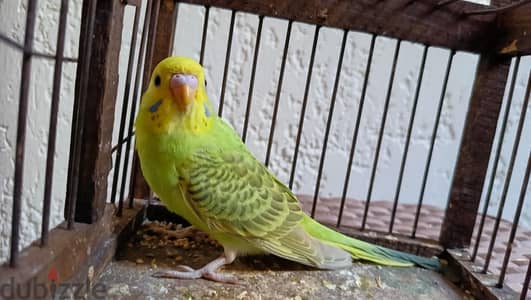 للبيع شاب استرلي