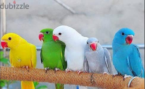 دره بلو عمر يست شهور ونص هادئه وبتحب ألعب