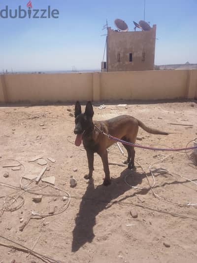 مالينو