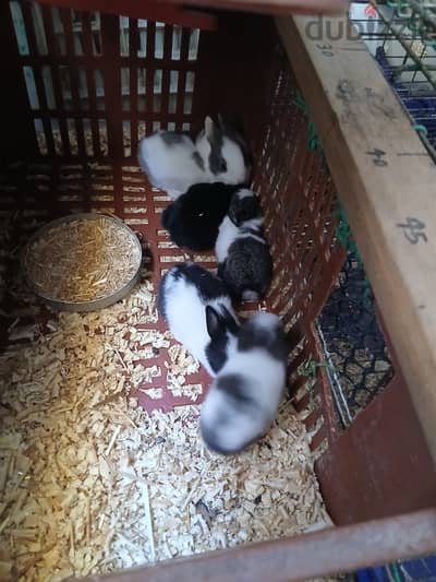11 أرنب صغير وأم