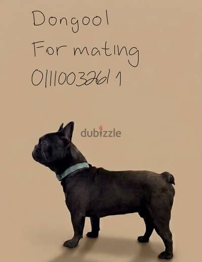 French bulldog for meting