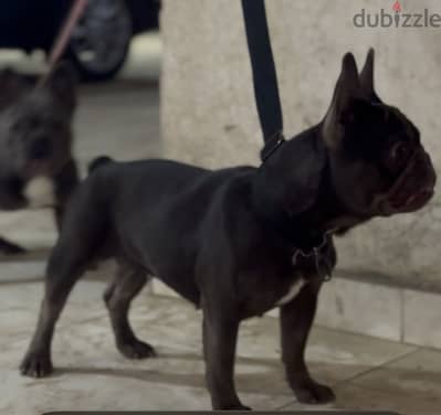 French bulldog chocolate