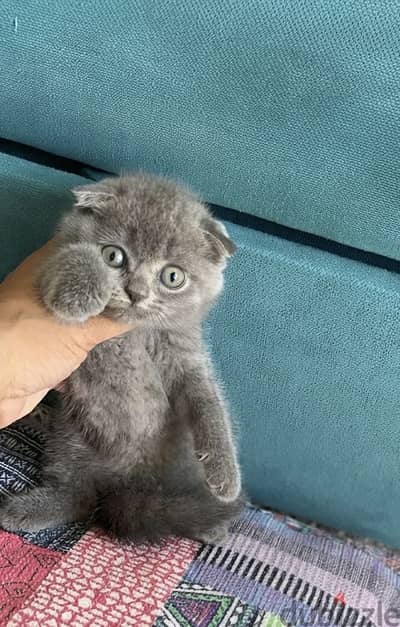 Scottish fold female