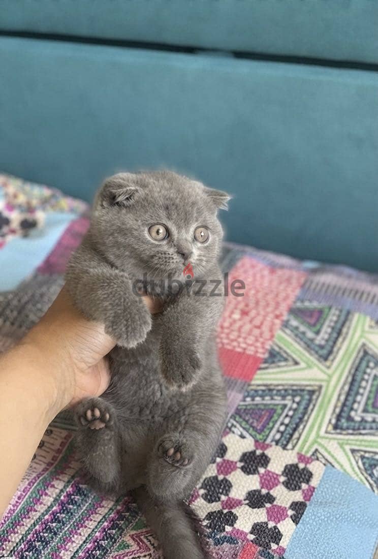 Scottish fold female 1