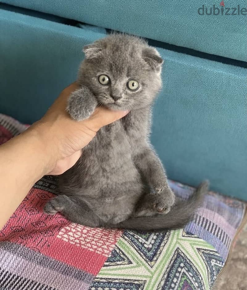 Scottish fold female 2