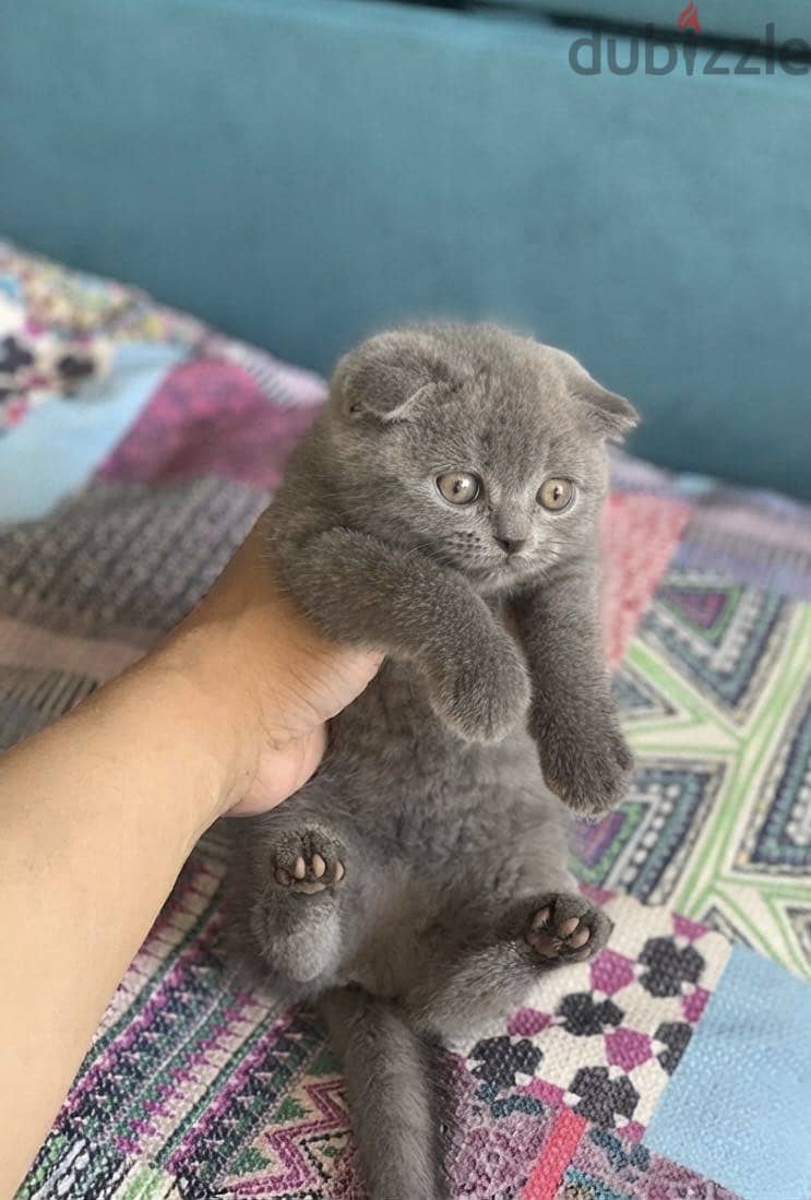 Scottish fold female 4