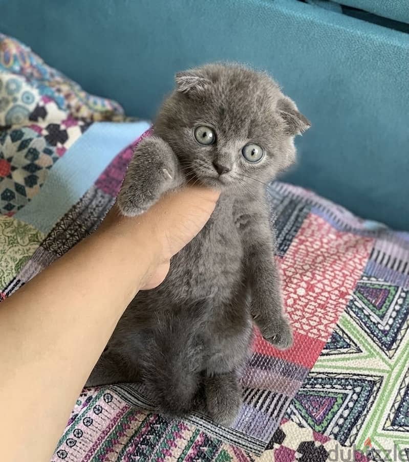 Scottish fold female 5