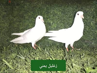 زيادات مستويات عالية للفرخ